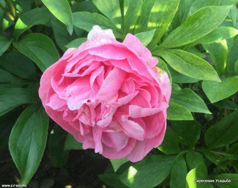 Пион Carnation Bouquet